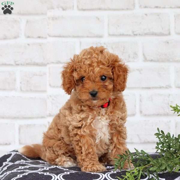Misty, Cavapoo Puppy