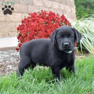Misty, Black Labrador Retriever Puppy