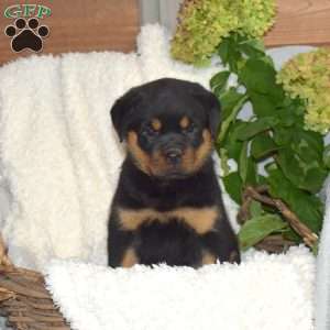 Misty, Rottweiler Puppy