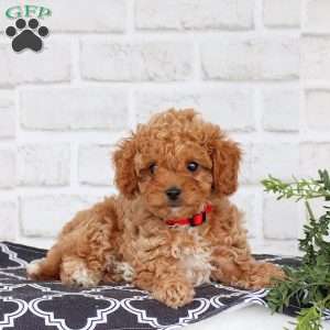 Misty, Cavapoo Puppy