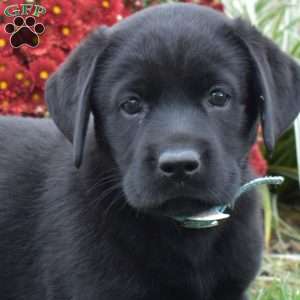 Misty, Black Labrador Retriever Puppy
