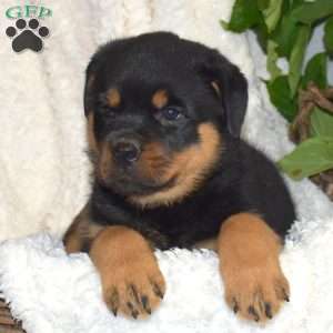 Misty, Rottweiler Puppy