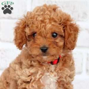 Misty, Cavapoo Puppy