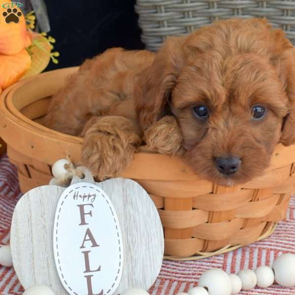Mittens, Mini Goldendoodle Puppy