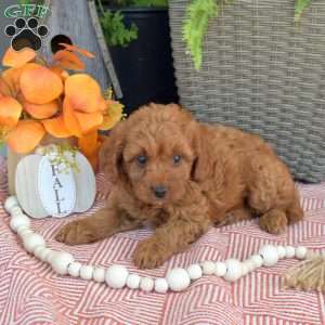 Mittens, Mini Goldendoodle Puppy
