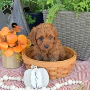 Mittens, Mini Goldendoodle Puppy