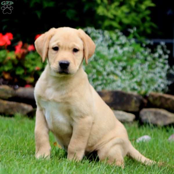 Mitzy, Yellow Labrador Retriever Puppy