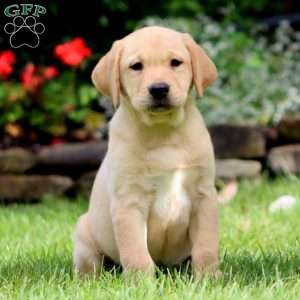 Mitzy, Yellow Labrador Retriever Puppy