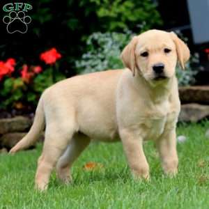 Mitzy, Yellow Labrador Retriever Puppy