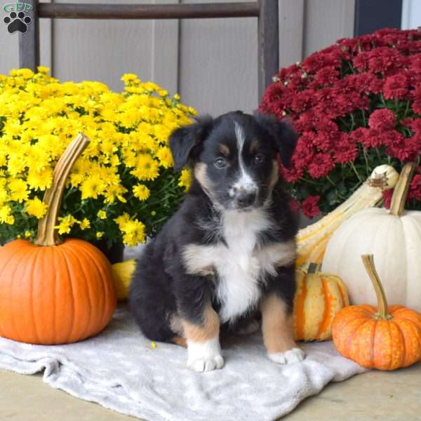 Mocha, Australian Shepherd Puppy