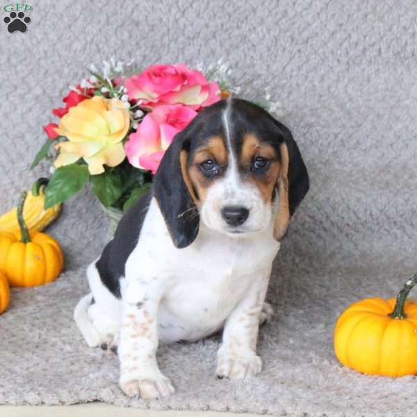 Mocha, Beagle Puppy