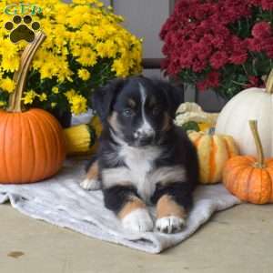 Mocha, Australian Shepherd Puppy