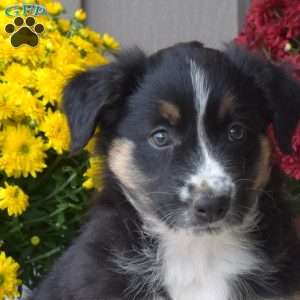 Mocha, Australian Shepherd Puppy