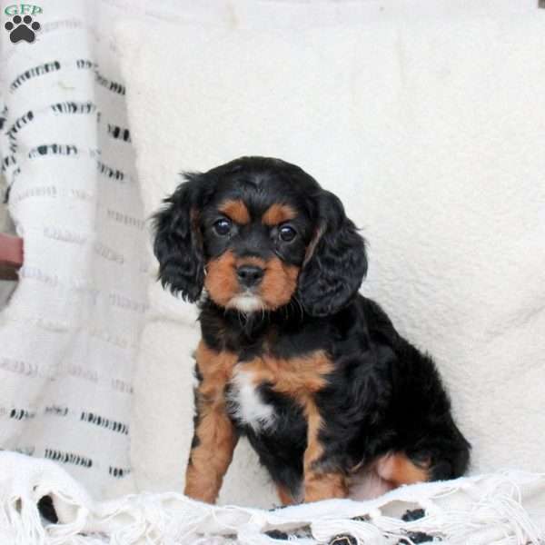 Mocha, Cavapoo Puppy