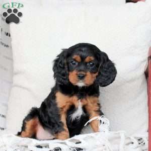 Mocha, Cavapoo Puppy