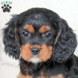 Mocha, Cavapoo Puppy