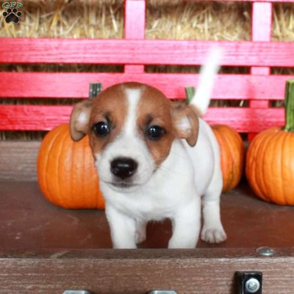 Moira, Jack Russell Terrier Puppy