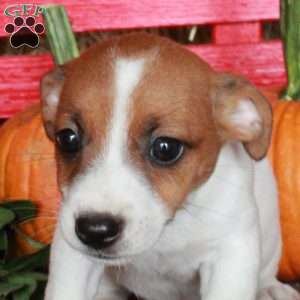Moira, Jack Russell Terrier Puppy
