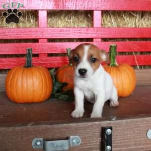 Moira, Jack Russell Terrier Puppy