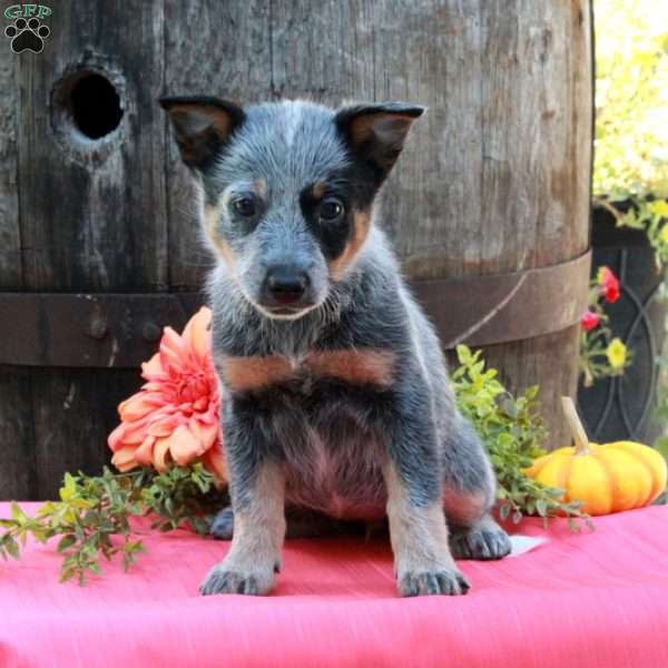 Molly, Blue Heeler – Australian Cattle Dog Puppy