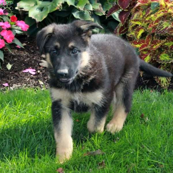 Molly, German Shepherd Puppy