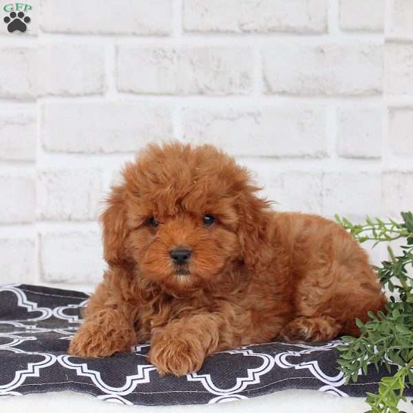 Molly, Cavapoo Puppy