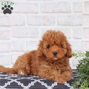 Molly, Cavapoo Puppy