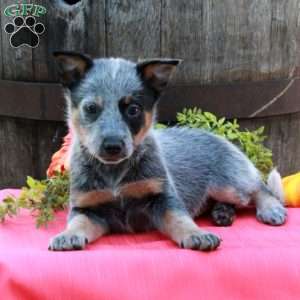 Molly, Blue Heeler – Australian Cattle Dog Puppy