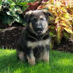 Molly, German Shepherd Puppy