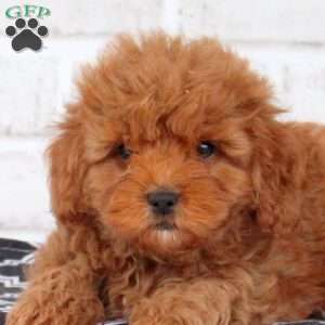 Molly, Cavapoo Puppy