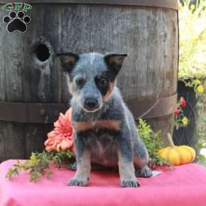 Molly, Blue Heeler – Australian Cattle Dog Puppy