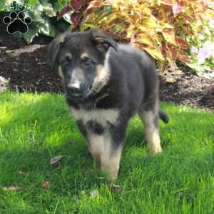 Molly, German Shepherd Puppy