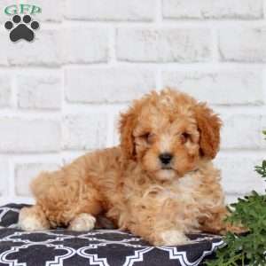 Monty, Cavapoo Puppy