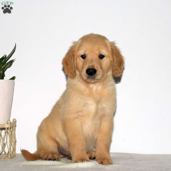 Monty, Goldendoodle Puppy