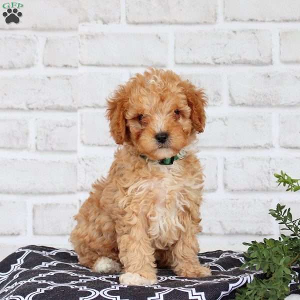 Monty, Cavapoo Puppy