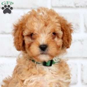 Monty, Cavapoo Puppy