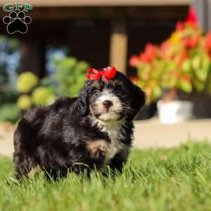 Moonstone, Mini Bernedoodle Puppy