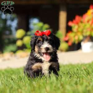Moonstone, Mini Bernedoodle Puppy