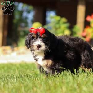 Moonstone, Mini Bernedoodle Puppy
