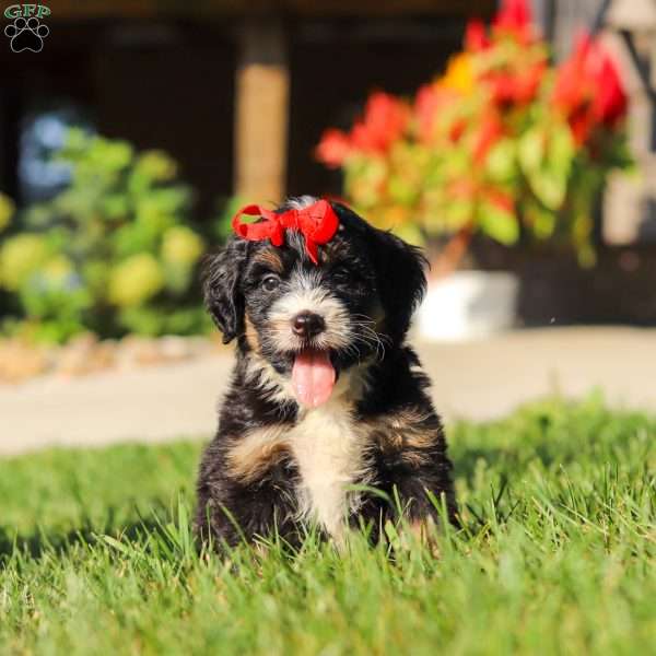 Moonstone, Mini Bernedoodle Puppy