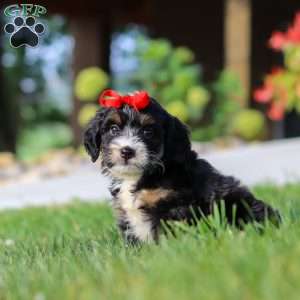 Moonstone, Mini Bernedoodle Puppy