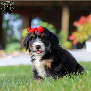 Moonstone, Mini Bernedoodle Puppy