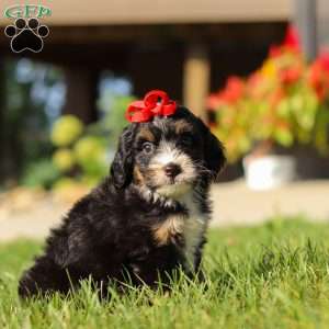 Moonstone, Mini Bernedoodle Puppy