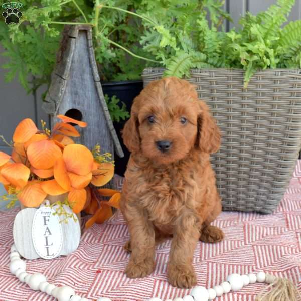 Moose, Mini Goldendoodle Puppy