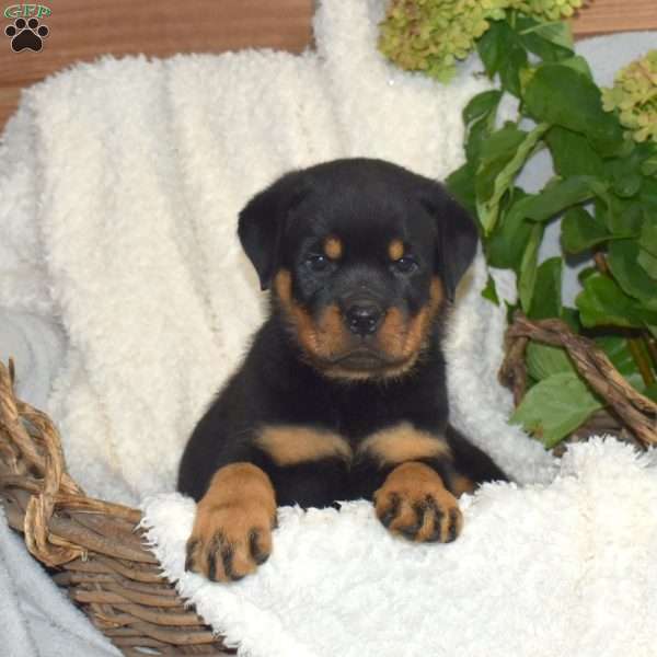Moose, Rottweiler Puppy