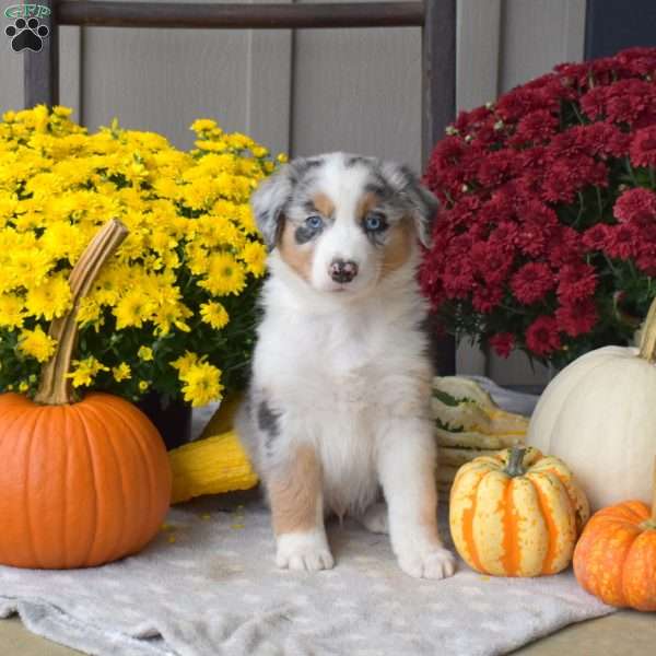 Moose, Australian Shepherd Puppy