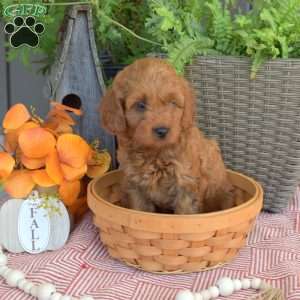 Moose, Mini Goldendoodle Puppy