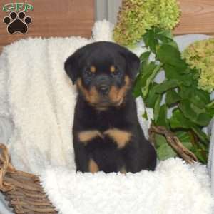 Moose, Rottweiler Puppy