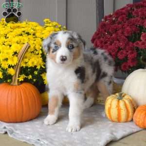 Moose, Australian Shepherd Puppy