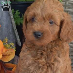 Moose, Mini Goldendoodle Puppy